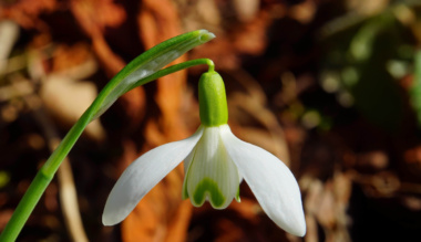 zold-bojt-a-teremtes-vedelmeben