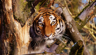 szembenezes-a-tigrissel